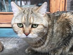 -喵屿·大理花园猫咖