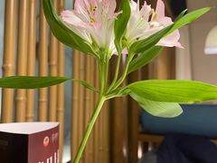 -淮扬府·游园京梦(北京SKP店)
