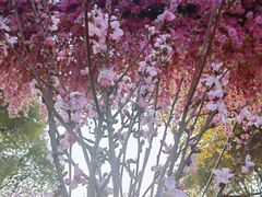 -南汇桃花村