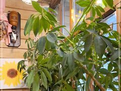 -Cafe Alice咖啡爱丽丝(奥城店)