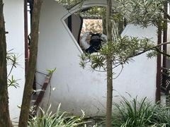 -上海醉白池公园