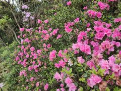 -梧桐山风景名胜区