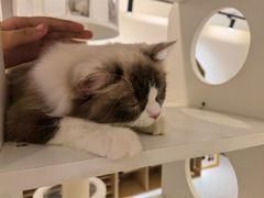 -猫域·湾主题猫咖·宠物吧(南坪城市广场店)