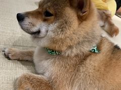 -逗柴咖啡屋·狗咖猫咖宠物桌游