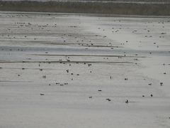 -盐城丹顶鹤湿地生态旅游区