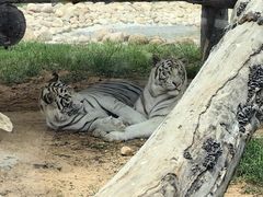 -西霞口神雕山野生动物世界