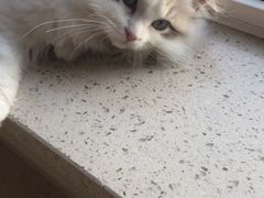 -宠爱国际动物医院· 猫科· 外科·中兽医(长白店)