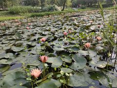 -西溪国家湿地公园