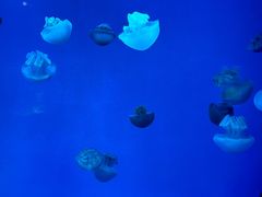 -福州罗源湾海洋世界旅游区