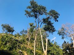 -西双版纳原始森林公园