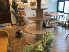 -猫小主咖啡·猫咖cat cafe(福田店)