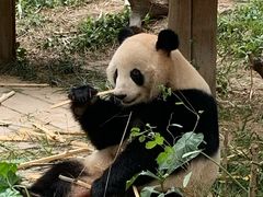 -美食小镇·观赏珍稀鸟类·长隆熊猫酒店