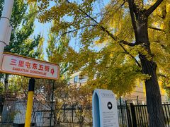 -三里屯东五街银杏大道