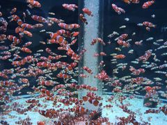 -海合安成都极地海洋公园