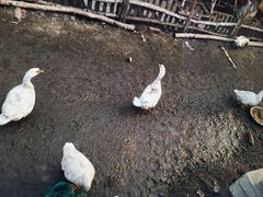 -鱼窝棚柴火铁锅炖(富山屯店)