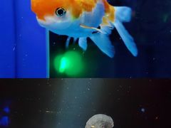 -欢乐海岸海洋奇梦馆