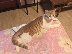 -瑞派·关忠动物医院(国瑞店)