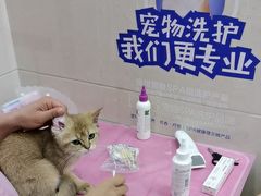 -北京观赏动物医院·24小时大型综合·猫专科·异宠专科