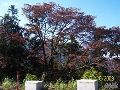 -广州市石门国家森林公园