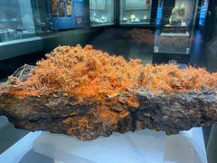 -湖南省地质博物馆