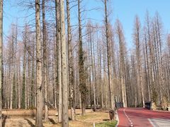 -黄海国家森林公园