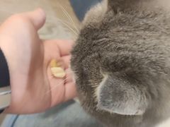 -柴迷FANS CLUB·柴犬狗咖·猫咖