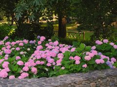 -上海共青森林公园