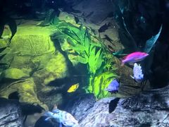 -上海海洋水族馆