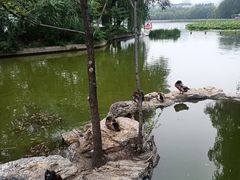 -莲花池公园