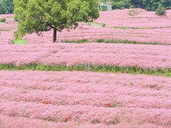 -花开海上生态园