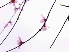 -金鸡山公园
