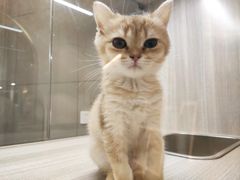-飞行喵MR PILOT|猫舍·猫咖(静安大融城店)