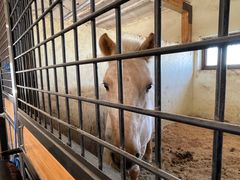 -北京群众马术培训基地