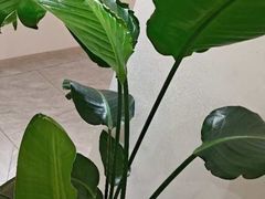 -手佳按摩·足疗·艾灸(博物院中山陵店)