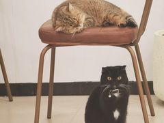-共舞时光猫咖·狗咖(新街口店)
