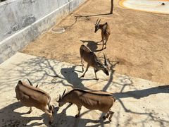 -西霞口神雕山野生动物世界