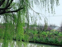 -南汇桃花村
