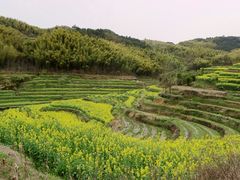 -灵山景区梯田