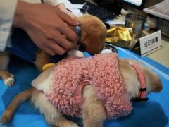 -艾贝尔宠物医院·24H转诊中心·肿瘤猫专科(江宁双龙店)