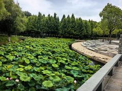 -泰州凤城河风景区-泰山公园