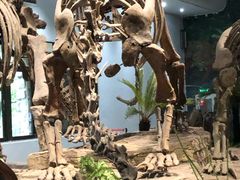 -自贡恐龙博物馆