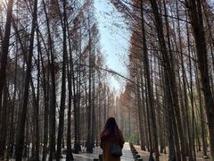 -桤木河湿地公园