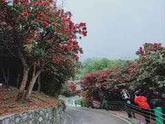 -贵州百里杜鹃风景名胜区