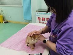 -北京观赏动物医院·24小时大型综合·猫专科·异宠专科