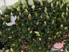 -龙大花卉苗木市场