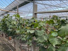 -马陆小张葡萄园农家乐