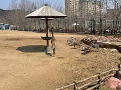 -大连森林动物园