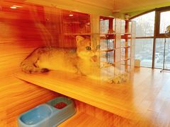 -猫十亿·布偶金渐层·曼基康矮脚猫舍(青年路店)