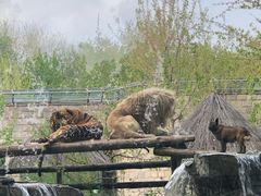 -北京野生动物园