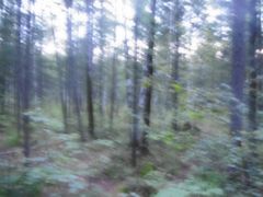 -峡谷浮石林景区